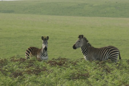 zebras