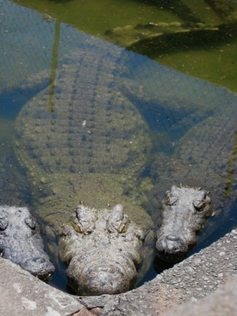 Crocodile Farm