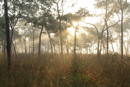 Sun through trees Mozambique