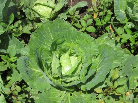 Banda Farm Cabbage
