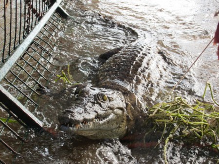 Youth camp crocodile