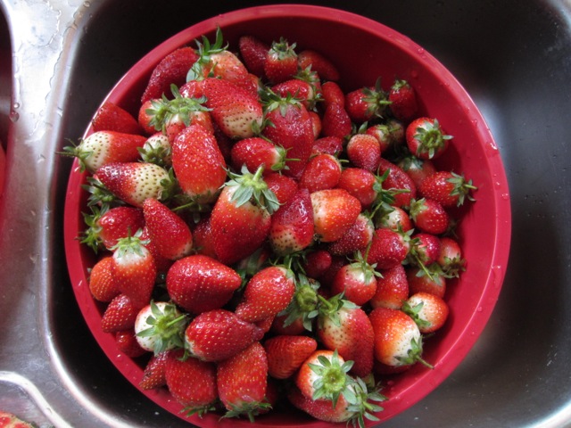 strawberries 1