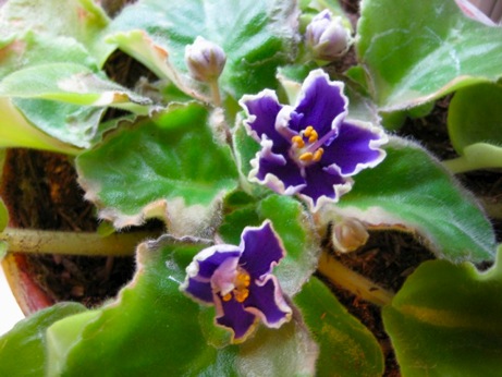 African Violet